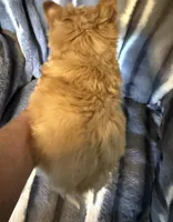 Aspen, a male Yorkshire Terrier for sale in Weaubleau, MO – Photo 3 of 7