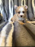 Aspen, a male Yorkshire Terrier for sale in Weaubleau, MO – Photo 4 of 7