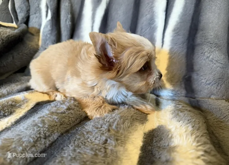 Aspen, a male Yorkshire Terrier for sale in Weaubleau, MO – Photo 1 of 7