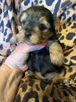 Marley, a male Yorkshire Terrier for sale in Weaubleau, MO – 4 of 5