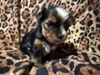 Mindy, a female Yorkshire Terrier for sale in Weaubleau, MO – 2 of 5