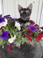 Buddy, a male Yorkshire Terrier for sale in Weaubleau, MO – Photo 7 of 8