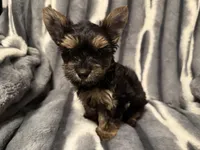 Buddy, a male Yorkshire Terrier for sale in Weaubleau, MO – Photo 5 of 8