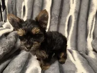 Buddy, a male Yorkshire Terrier for sale in Weaubleau, MO – Photo 1 of 8