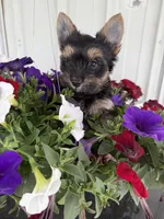 Buddy, a male Yorkshire Terrier for sale in Weaubleau, MO – Photo 6 of 8