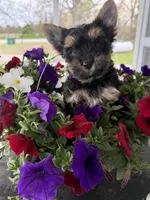 Buddy, a male Yorkshire Terrier for sale in Weaubleau, MO – Photo 2 of 8