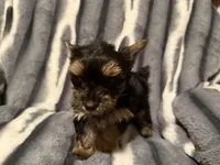 Buddy, a male Yorkshire Terrier for sale in Weaubleau, MO – Photo 3 of 8