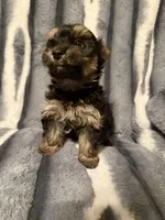 Buddy, a male Yorkshire Terrier for sale in Weaubleau, MO – Photo 8 of 8