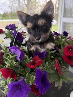 Buddy, a male Yorkshire Terrier for sale in Weaubleau, MO – Photo 4 of 8