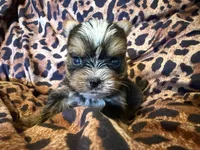 Pee-Wee, a male Yorkshire Terrier for sale in Weaubleau, MO – 4 of 5