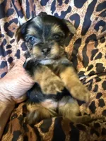 Theo, a male Yorkshire Terrier for sale in Weaubleau, MO – 2 of 4