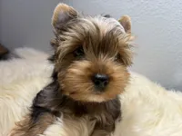 Gibson, a male Yorkshire Terrier for sale in Weaubleau, MO – 1 of 9