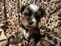 Mindy, a female Yorkshire Terrier for sale in Weaubleau, MO – 4 of 5