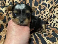 Mandy, a female Yorkshire Terrier for sale in Weaubleau, MO – 3 of 4