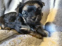 Teddy, a male Yorkshire Terrier for sale in Weaubleau, MO – Photo 1 of 7