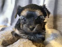 Teddy, a male Yorkshire Terrier for sale in Weaubleau, MO – Photo 5 of 7