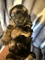 Teddy, a male Yorkshire Terrier for sale in Weaubleau, MO – Photo 2 of 7