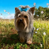 Teddy, a male Yorkshire Terrier for sale in Weaubleau, MO – Photo 6 of 7