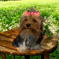 Teddy, a male Yorkshire Terrier for sale in Weaubleau, MO – Photo 7 of 7