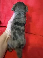Roxanne, a female Yorkshire Terrier for sale in Weaubleau, MO – 2 of 5