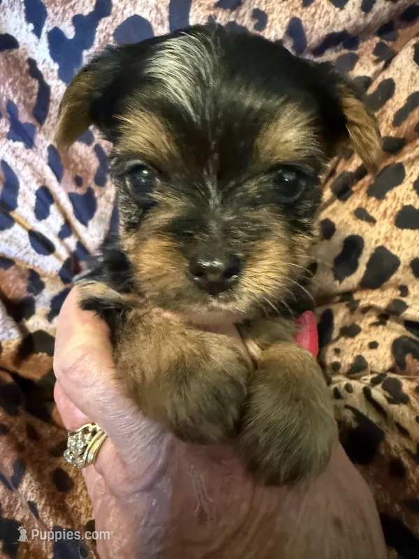 Theo – Yorkshire Terrier puppy for sale in Weaubleau, MO