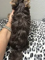 Hershey, a male Yorkshire Terrier for sale in Weaubleau, MO – 8 of 8