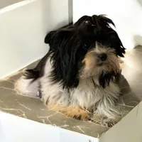 Rocky, a male Yorkshire Terrier for sale in Weaubleau, MO – 6 of 7