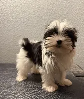 Rocky, a male Yorkshire Terrier for sale in Weaubleau, MO – 3 of 7