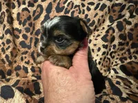Mandy, a female Yorkshire Terrier for sale in Weaubleau, MO – 2 of 4