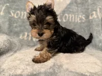 Mickey, a male Yorkshire Terrier for sale in Weaubleau, MO – Photo 3 of 3