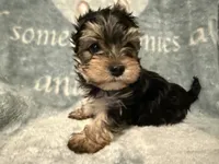 Mickey, a male Yorkshire Terrier for sale in Weaubleau, MO – Photo 1 of 3