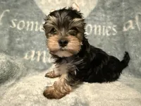 Mickey, a male Yorkshire Terrier for sale in Weaubleau, MO – Photo 2 of 3