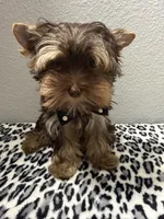 Hershey, a male Yorkshire Terrier for sale in Weaubleau, MO – 5 of 8