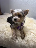 Chip, a male Yorkshire Terrier for sale in Weaubleau, MO – 7 of 8
