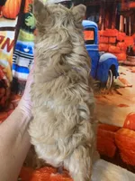 Ziggy, a male Yorkshire Terrier for sale in Weaubleau, MO – Photo 7 of 9