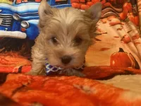 Ziggy, a male Yorkshire Terrier for sale in Weaubleau, MO – Photo 1 of 9