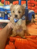 Ziggy, a male Yorkshire Terrier for sale in Weaubleau, MO – Photo 3 of 9