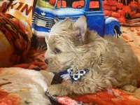 Ziggy, a male Yorkshire Terrier for sale in Weaubleau, MO – Photo 2 of 9