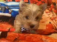 Ziggy, a male Yorkshire Terrier for sale in Weaubleau, MO – Photo 6 of 9