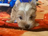 Ziggy, a male Yorkshire Terrier for sale in Weaubleau, MO – Photo 5 of 9