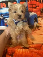 Ziggy, a male Yorkshire Terrier for sale in Weaubleau, MO – Photo 4 of 9