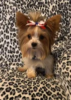 Ziggy, a male Yorkshire Terrier for sale in Weaubleau, MO – Photo 8 of 9