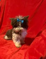 Rocky, a male Yorkshire Terrier for sale in Weaubleau, MO – Photo 1 of 4