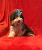 Rocky, a male Yorkshire Terrier for sale in Weaubleau, MO – Photo 3 of 4