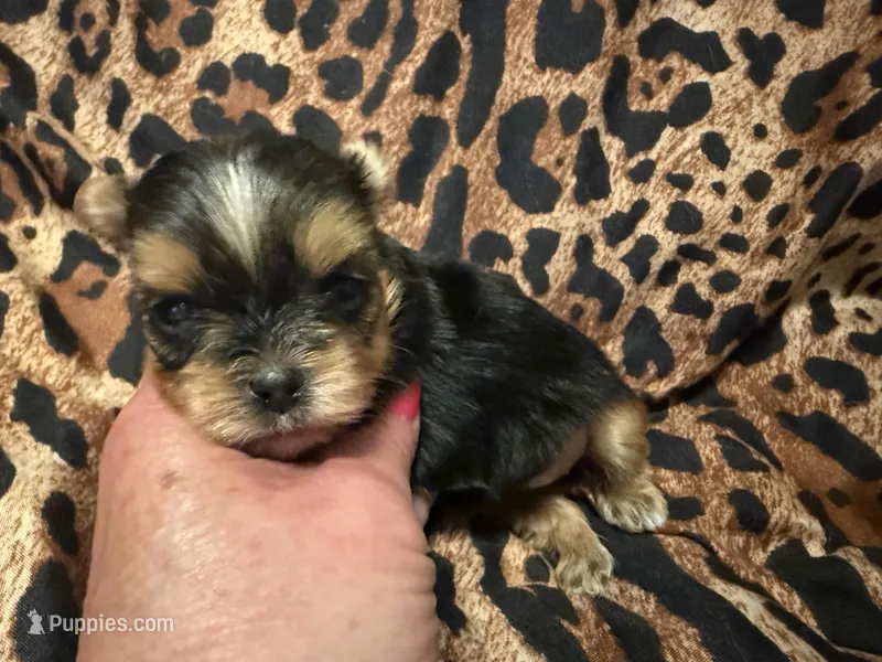 Tiny AKC girl – Yorkshire Terrier puppy for sale in Weaubleau, MO