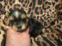 Tiny AKC girl, a female Yorkshire Terrier for sale in Weaubleau, MO – 1 of 3