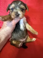 Roxanne, a female Yorkshire Terrier for sale in Weaubleau, MO – 4 of 5