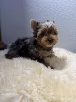 Gibson, a male Yorkshire Terrier for sale in Weaubleau, MO – 9 of 9