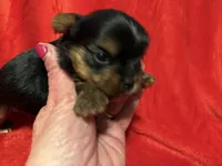 Tucker, a male Yorkshire Terrier for sale in Weaubleau, MO – Photo 6 of 9