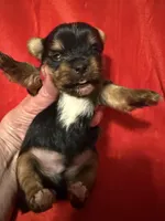 Tucker, a male Yorkshire Terrier for sale in Weaubleau, MO – Photo 3 of 9